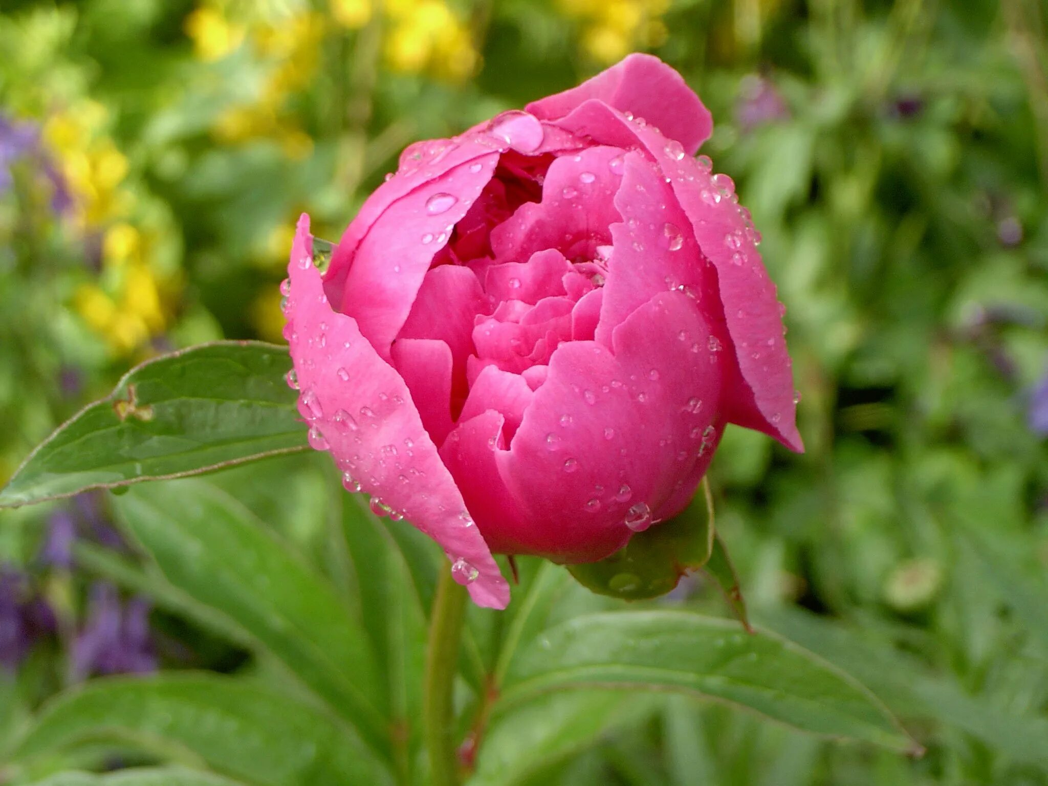 Paeonia (пион) pecher. Пионы бутончики. Нераскрывшийся бутон пиона. Пион цветок бутон. Цветы запри