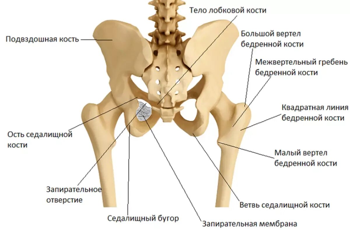 Кость где бедро. Кости таза лонная кость анатомия. Скелет тазобедренный сустав анатомия. Скелет таза подвздошная кость.