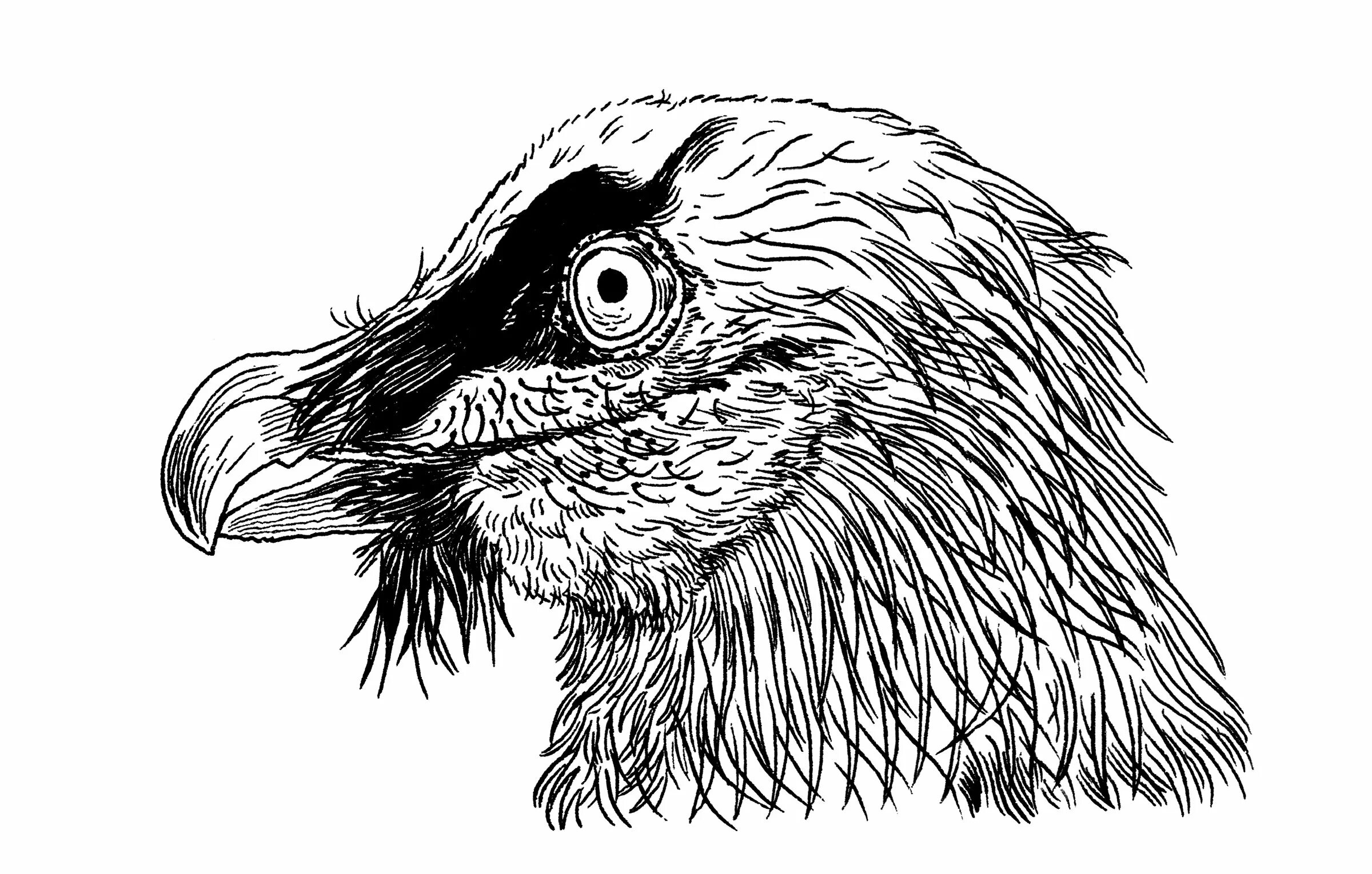 Бородач животное. Бородач при царе 6 букв. Наша раша охранник бородач. Галустян охранник бородач. Галустян охранник бородач.