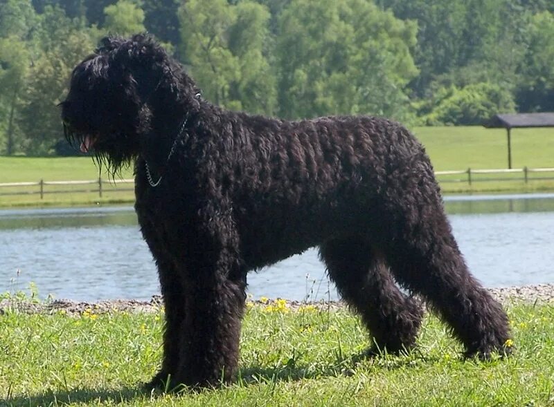 Большая черная собака. Овчарка + РЧТ. Черный терьер ньюфаундленд. Породы собак мастиф , чёрный терьер. Черный терьер кучерявый.