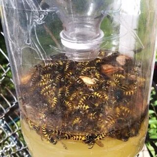 Осы приманки