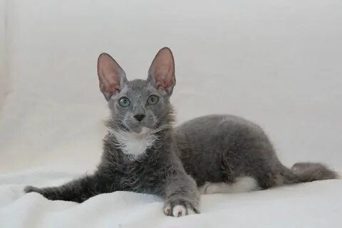 Котята сфинкс с шерстью