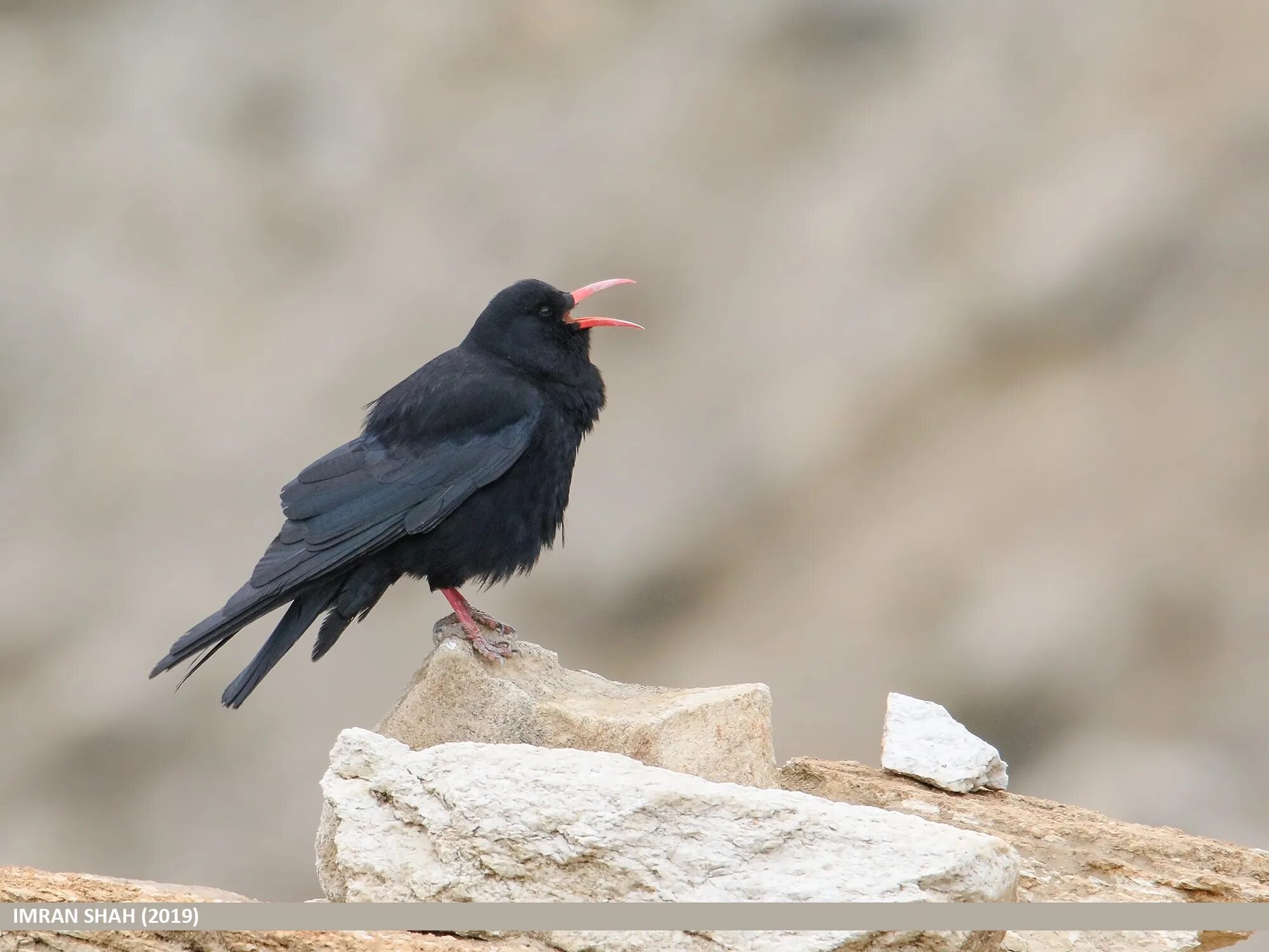 Птица становится на крыло. Pyrrhocorax Pyrrhocorax. Ворона с красным клювом. Черная птица с красными лапами. Клушица.