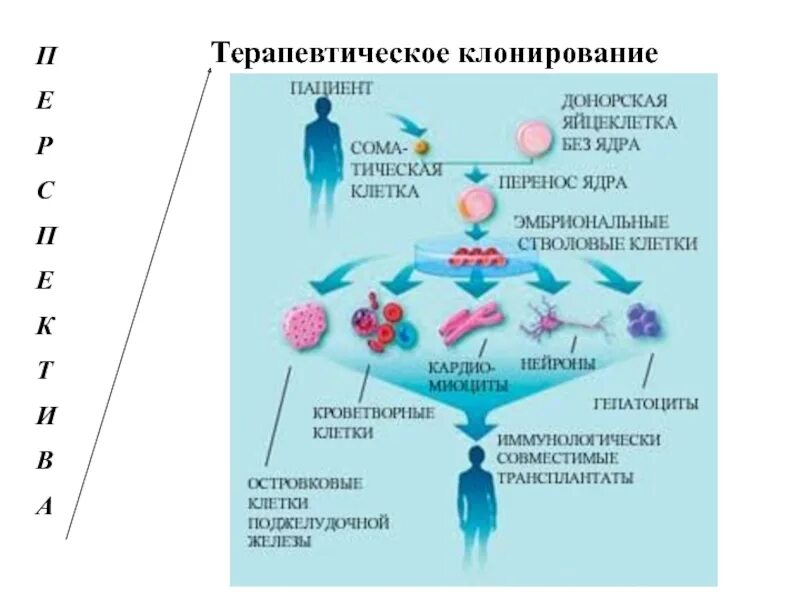 Направление клонирования. Этапы терапевтического клонирования схема. терапевтическое клонирование клеток человека. терапевтическое клонирование стволовых клеток. репродуктивное и терапевтическое клонирование схема.