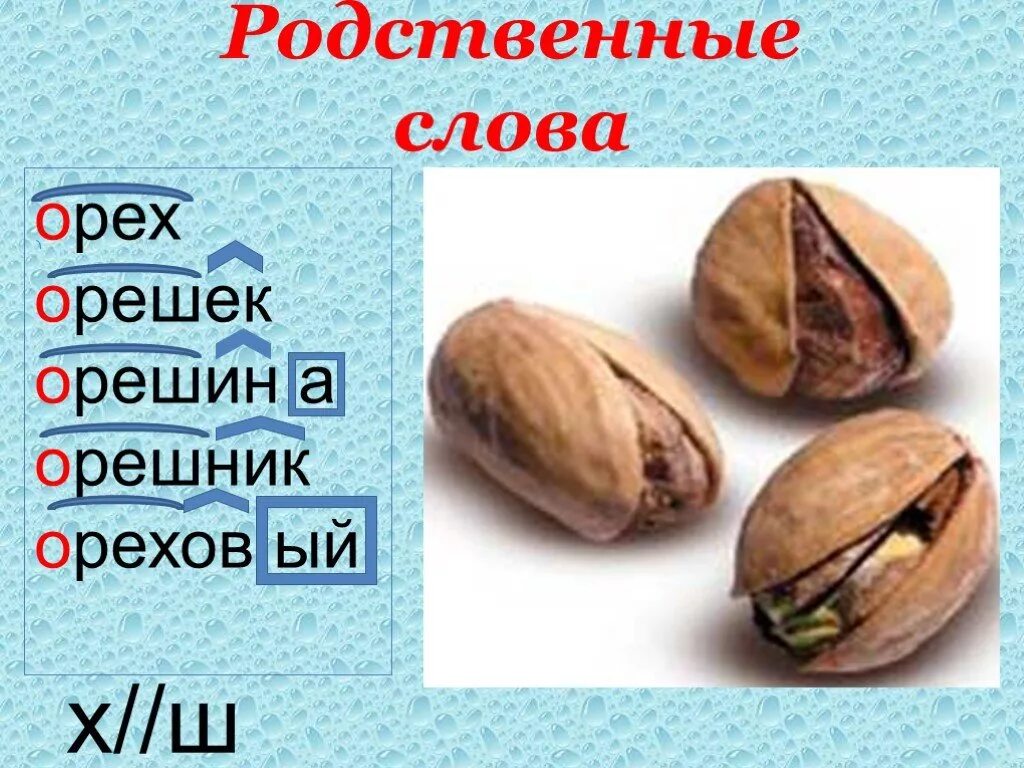 Орех. Орех родственные слова. Словарное слово орех 3 класс. Орех словарное слово презентация.