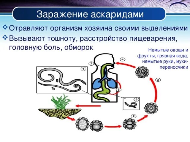 Какие продукты источник аскаридоза. Аскарида человеческая пути заражения. Пути заражения аскаридами. Способы заражения аскаридозом.