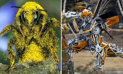 Bumblebee тунец фото