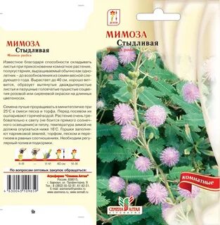 Мимоза стыдливая семена