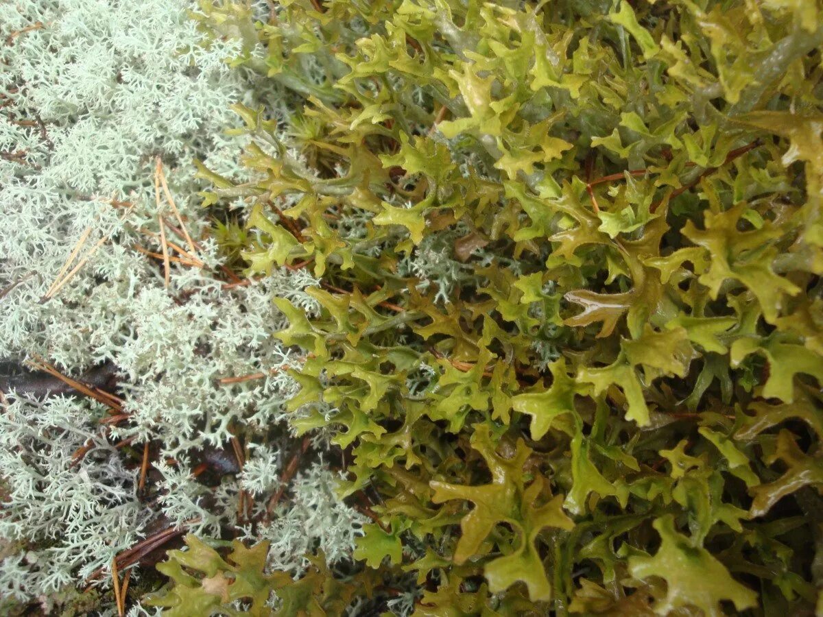 цетрария (ягель). цетрария исландский мох лекрасэт. 5г ф/п n20 бад. исландский мох лекра-сэт 40г бад. цетрария исландская, исландский мох.