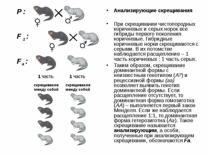 Скрещивание норок. Анализирующее скрещивание. Наследование окраски у норки. Скрещивание гибридной особи.