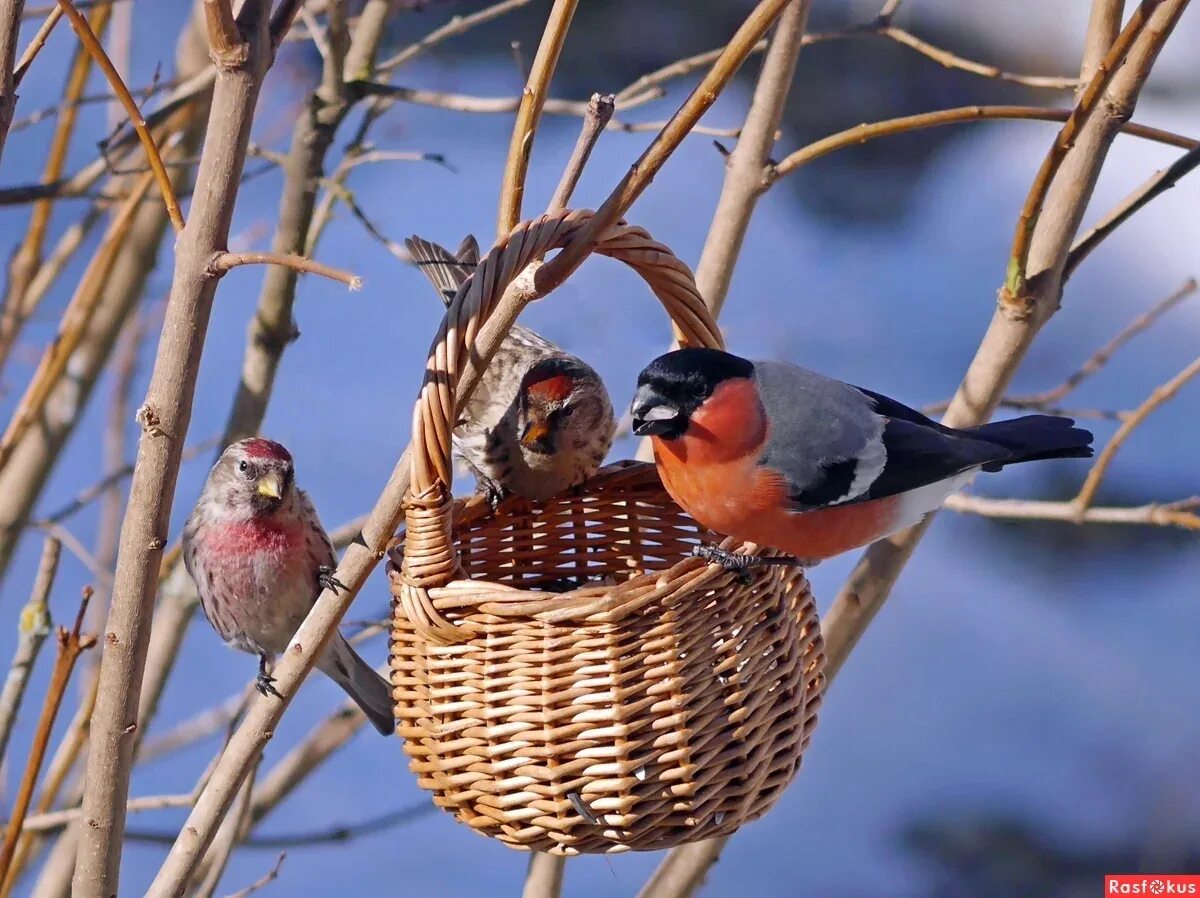кормушка для снегирей. кормушка для снегирей. что любят снегири зимой в кормушках. зимующие птицы снегирь. желтогрудый снегирь.