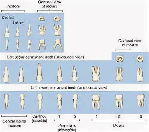 Анатомия молочных зубов у детей. Передний молочный зуб строение. Строение молочного зуба у детей.