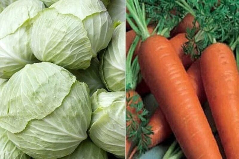 Капуста морковь лук чеснок. Капуста и морковь. Морковка и капуста. Фото капусты и морковки. Капуста и морковь картинки.