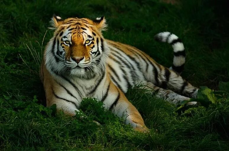 Уссурийский тигр. Амурский тигр. Уссурийская Тайга Амурский тигр. Амурский тигр красная книга. Про тигра 1