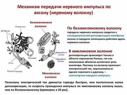Функцию передачи нервных импульсов осуществляет