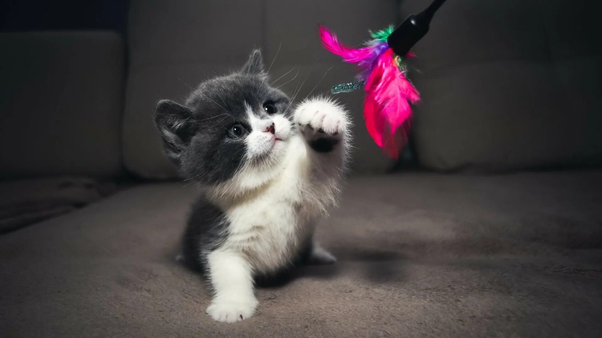 Кот играет с игрушкой. Милые котики. кошки маленькие. милый кот. классные котята.