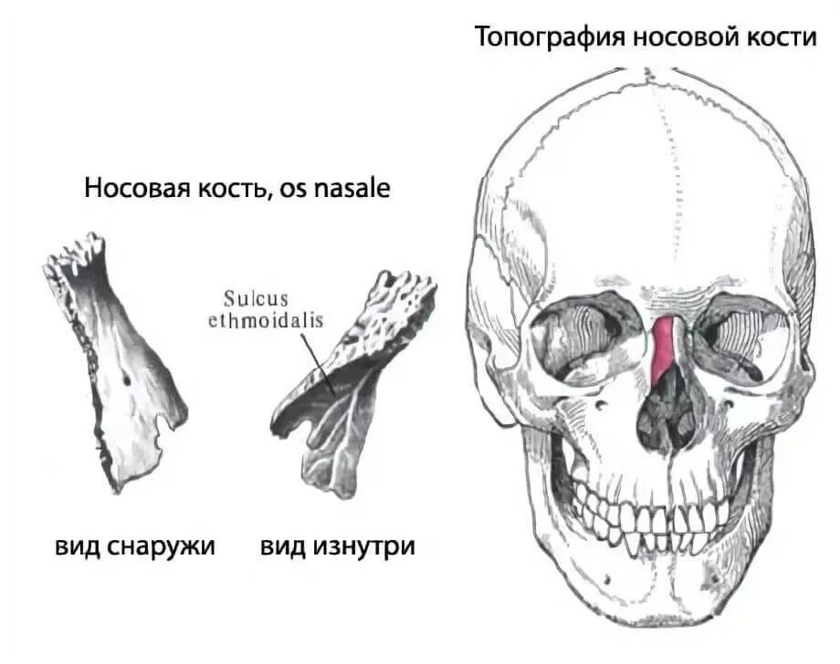 Носовая кость лицевого черепа. Носовая кость анатомия строение. Нижняя носовая кость анатомия. Носовая кость анатомия Синельников. Носовая кость латеральный край.