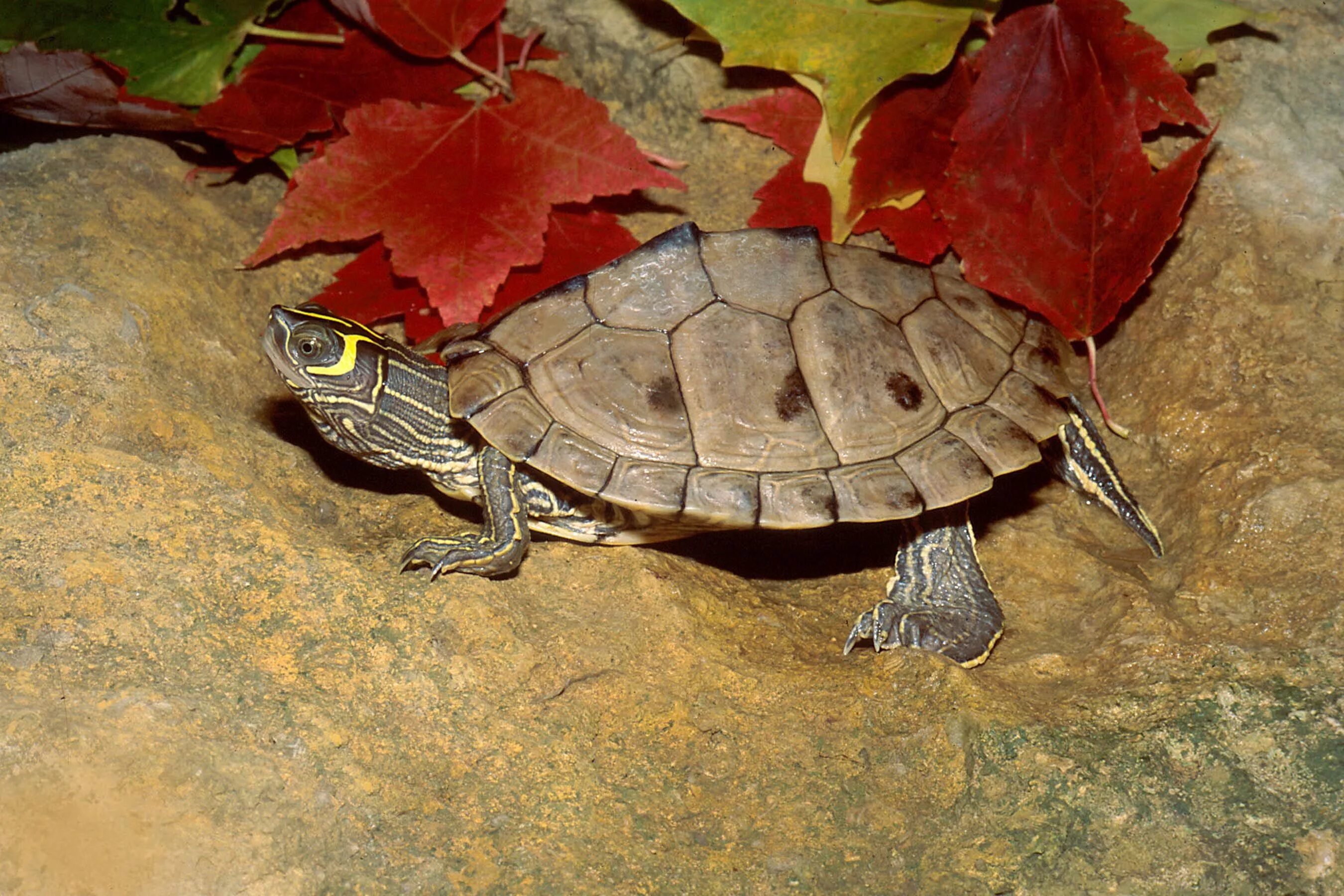 Черепаха приспособленность. Пилоспинная черепаха. Graptemys pseudogeographica kohnii. Черепаха Миссисипи. Graptemys ouachitensis.