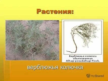 Верблюжья колючка прилагательное