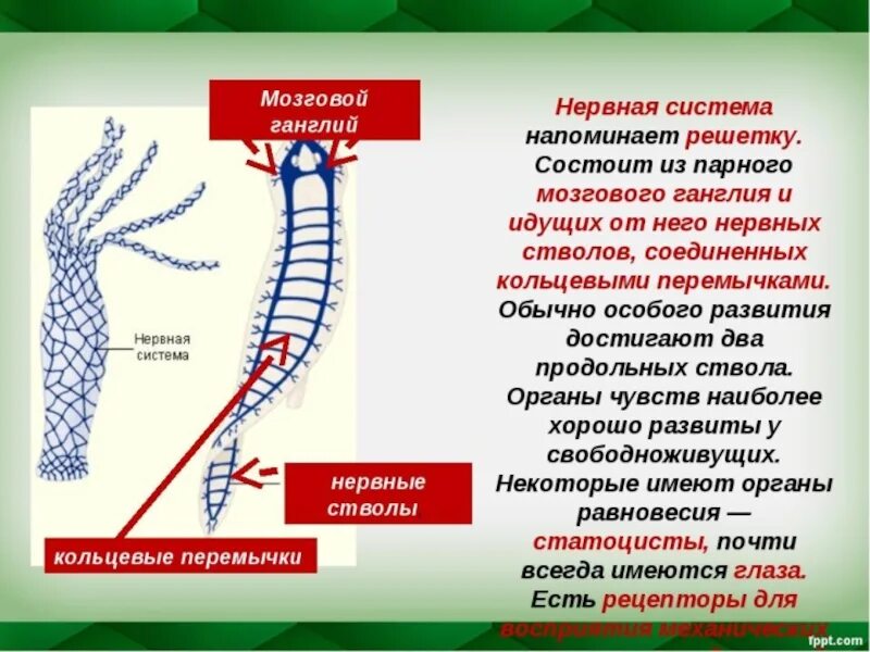 Нервные узлы и нервные стволы. Продольные нервные стволы. Парный мозговой ганглий Тип нервной системы. Нервные перемычки. Ганглии плоских червей.