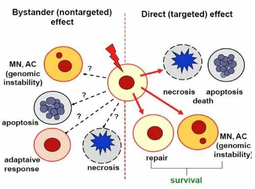 Cell effect. Bystander Effect radiation. Molecular & Cellular Effects of radiation. Bystander. Bystander Effect Photodynamic Therapy.