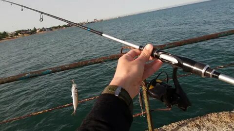 Пилькер на черном море с берега