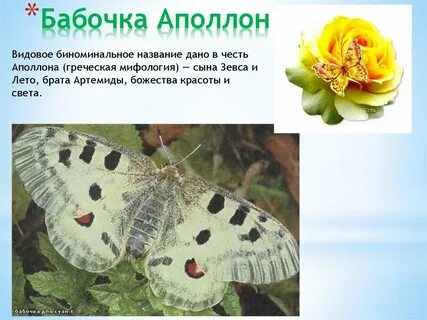 Приспособление бабочки