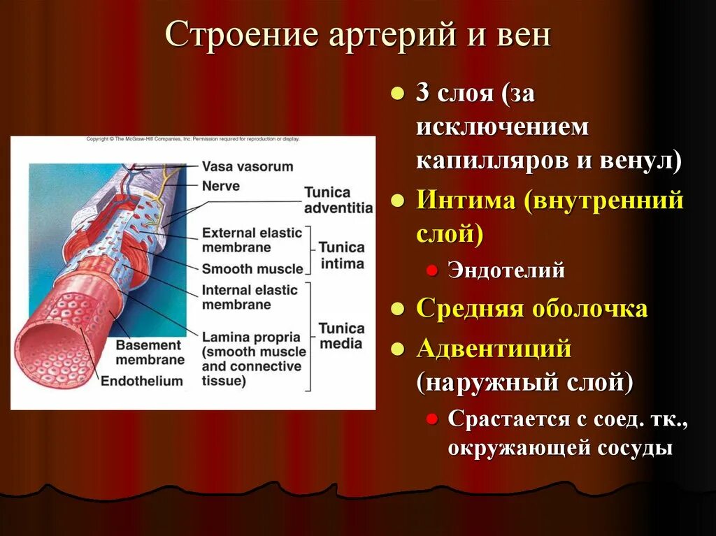 Особенности строения артерии вены и капилляры. Особенности в строении сосудов артерии вены капилляры. Строение стенки артерии и вены капилляры. Строение артерий вен и капилляров анатомия.