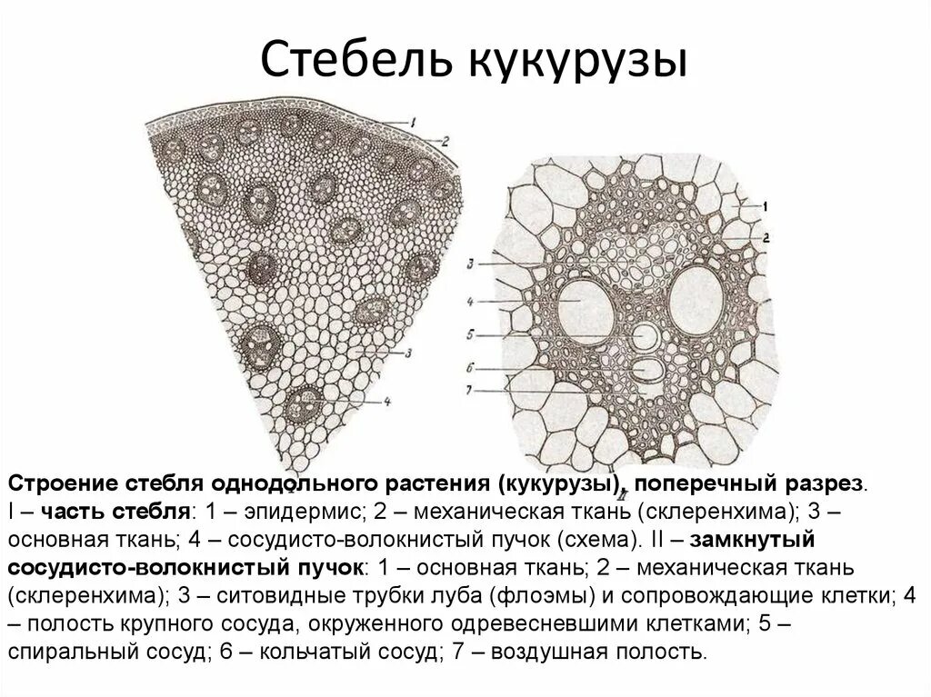 Анатомическое строение стебля однодольных растений. Анатомическое строение стебля кукурузы. Поперечный срез стебля однодольного. Строение однодольного стебля кукурузы.