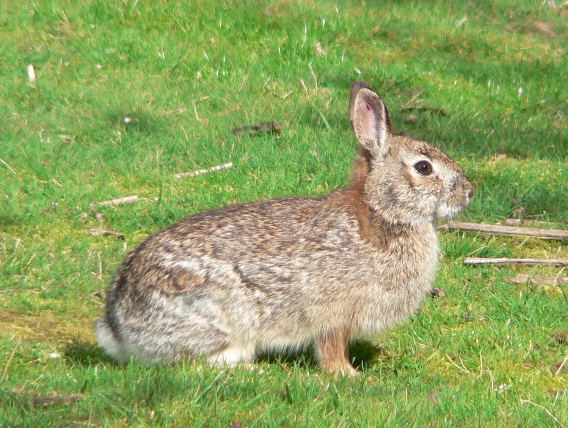 Rabbit type