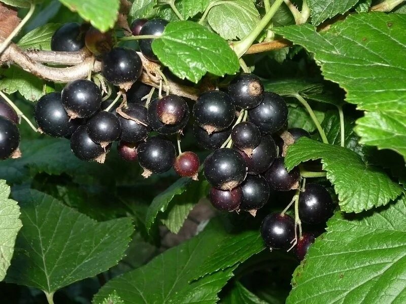 Ведро смородины. Смородина черная, замороженная. Сморода красная альпийская. Смородина селеченская куст. Смородина ягода.