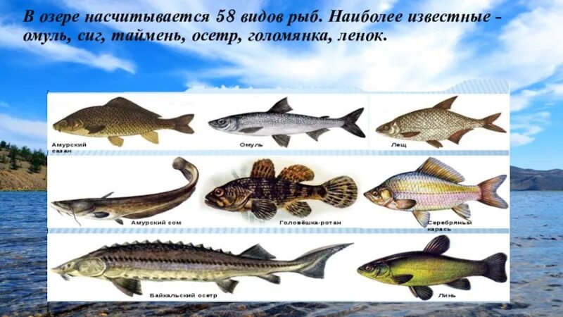 В озере байкал водится рыба. Рыбы озера Байкал. Рыбы обитающие в Озерах. Рыбы обитающие в Байкале. Байкальские виды рыб.