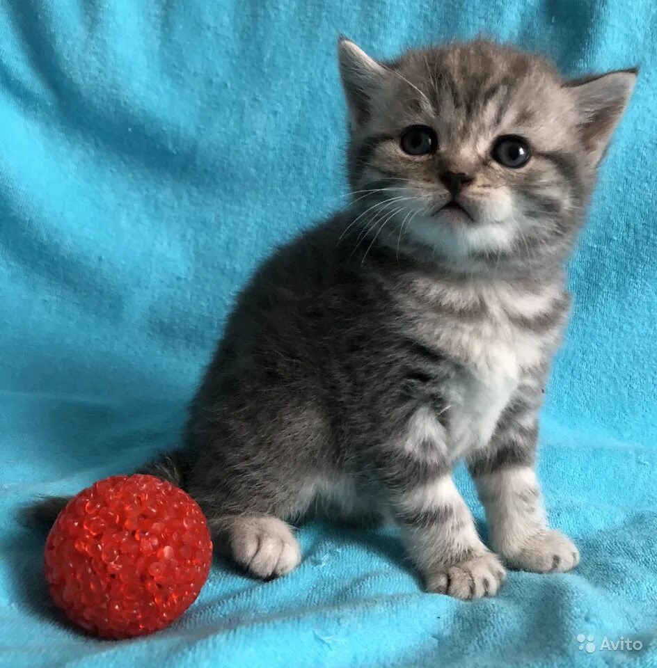 Вислоухие кошки британские и шотландские. Рэгдолл котята маленькие. Котята бенгальской породы. Маленькие породистые котята. Британская короткошёрстная кошка.