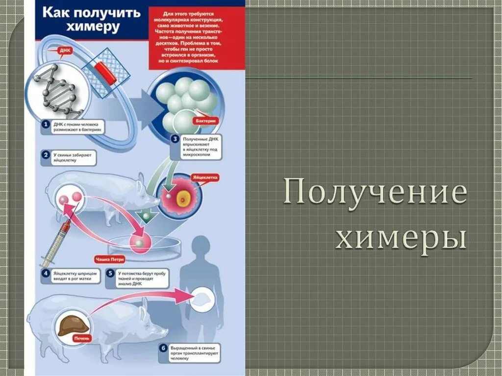Получение химерных животных. Клонирование трансгенных животных. Химерные организмы. Метод получения химерных животных. Химер получают.