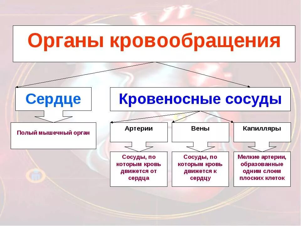 Какая система органов обеспечивает кровообращение. Система органов кровообращения человека. Кровеносная система 4 класс окружающий мир. Тема органы кровообращения кратко. Кровеносная система организма 3 класс.