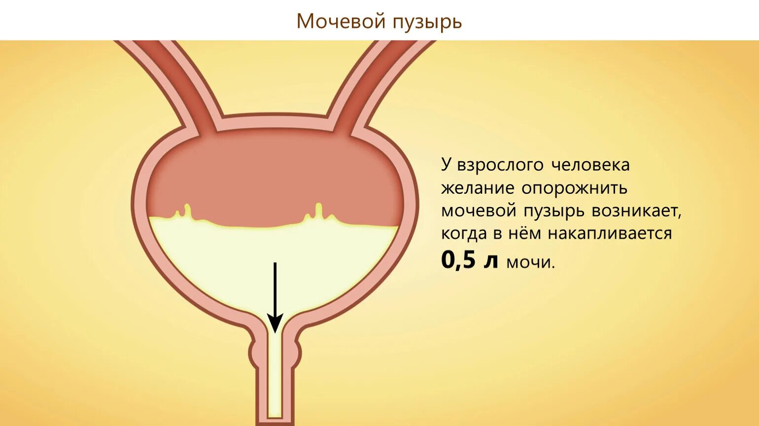 Емкость мочевого пузыря в норме:. Объем мочевого пузыря 250 мл. Нормальный размер мочевого пузыря у мужчин. Объем мочевого пузыря у мужчин.