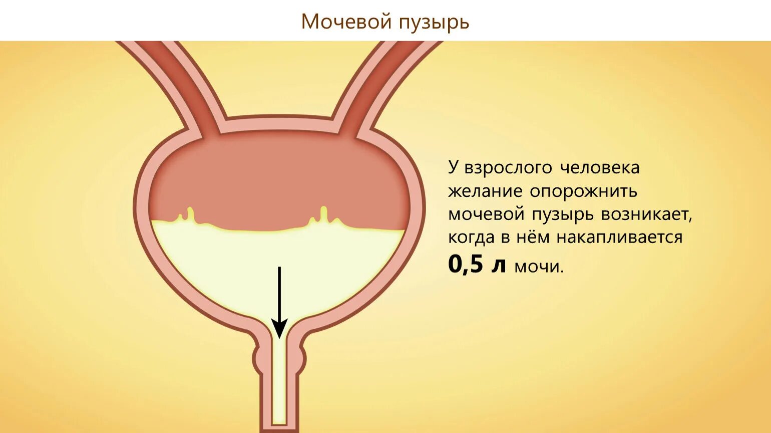 Удаление мочевого пузыря сколько. Емкость мочевого пузыря в норме:. Объем мочевого пузыря 250 мл. Нормальный размер мочевого пузыря у мужчин. Объем мочевого пузыря у мужчин.