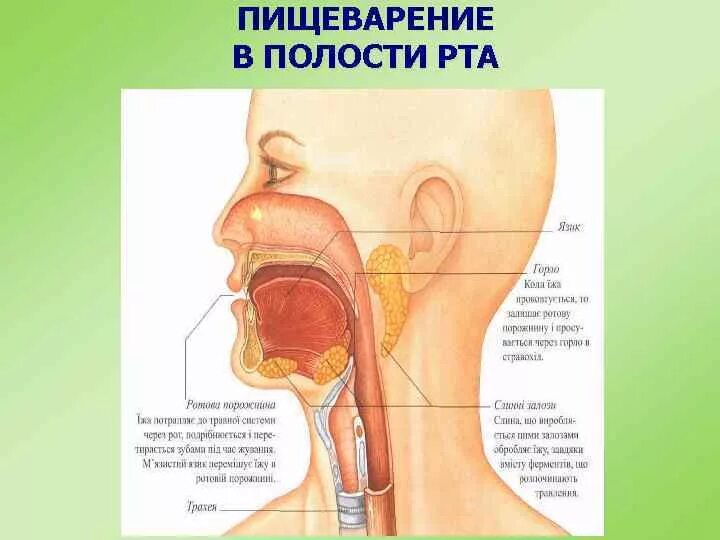 Пищеварительный процесс начинается ротовой полости. Пищеварение человека схема ротовая полость. Строение пищеварение в ротовой полости. Схема пищеварения в ротовой полости. Пищеварение в ротовой полости функции