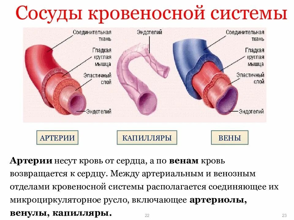 Сердечно сосудистая система гистология презентация. Развитие кровеносной системы гистология. ССС гистология. Презентация ССС гистология. Виды кровеносных сосудов строение