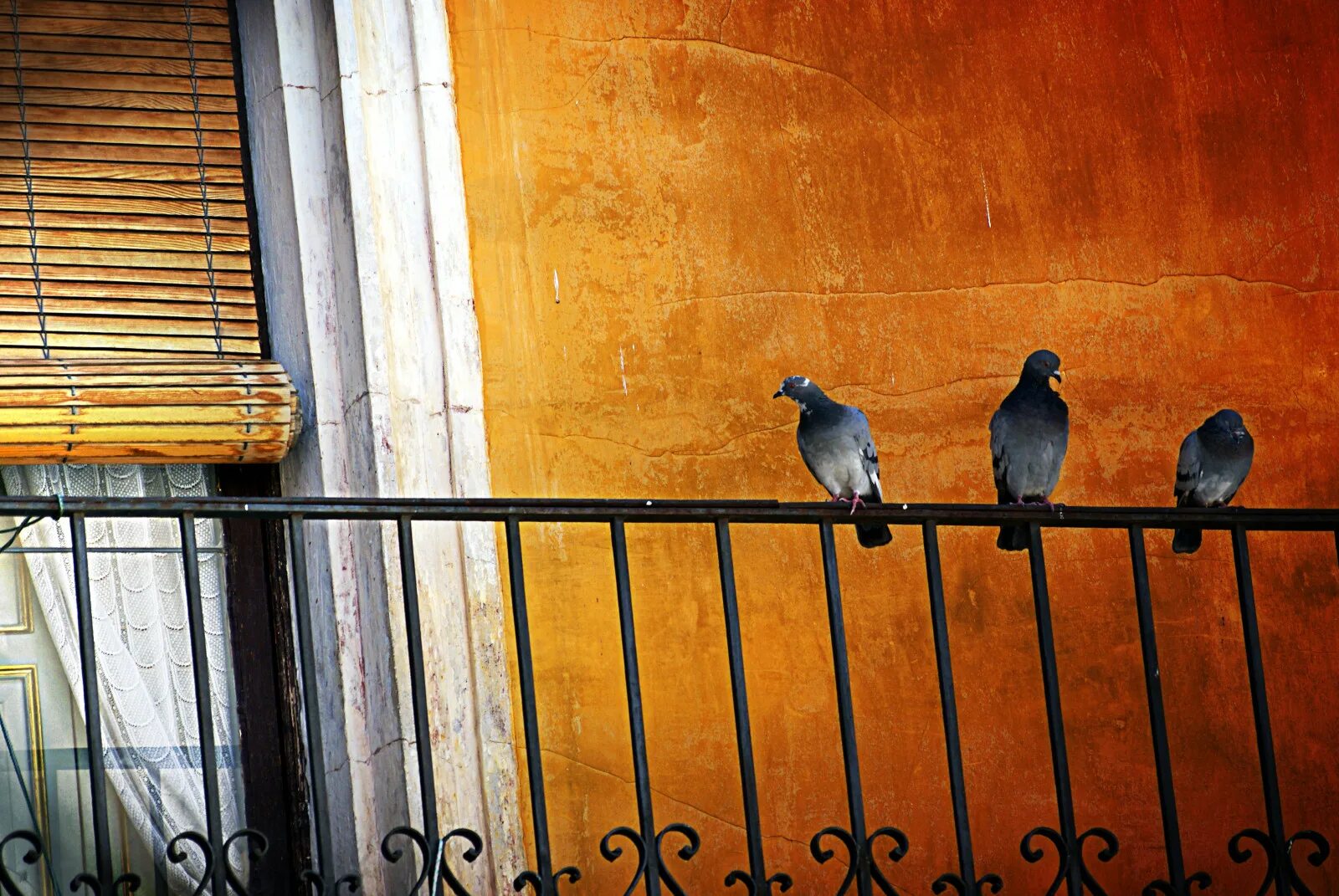 Гнездо голубя на балконе примета. Птицы за окном. Птица на карнизе. Птицы на окна. Деревянные птицы в окне.