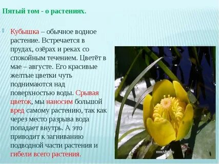 Желто красная книга
