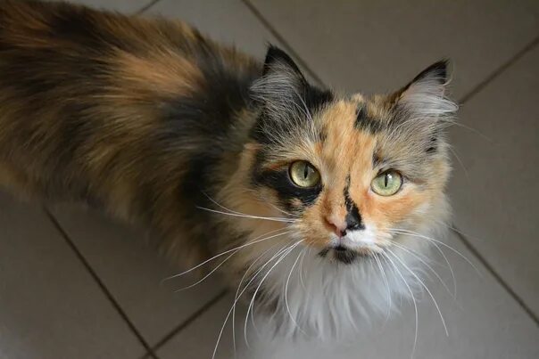 Известно что трехшерстные кошки всегда самки. Трёхцветный котёнок длинная шерсть. Сибирская экстремалка кошка трехцветная. Сибирская трёхцветная кошка после стрижки. Трёхцветная кошка хвост помпон.