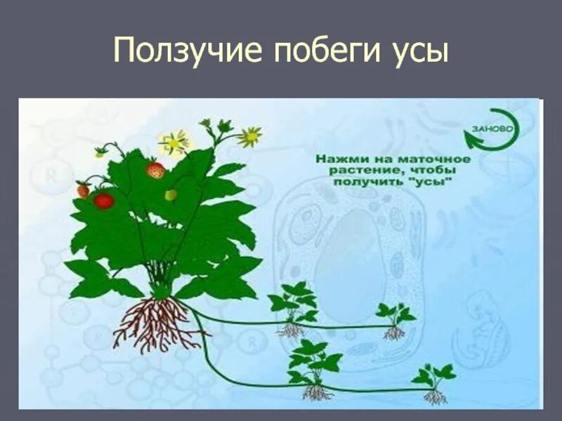 Ползучие побеги растения. Ползучие побеги – усы. растения с ползучими побегами. размножение ползучими побегами примеры. ползучие побеги примеры растений.