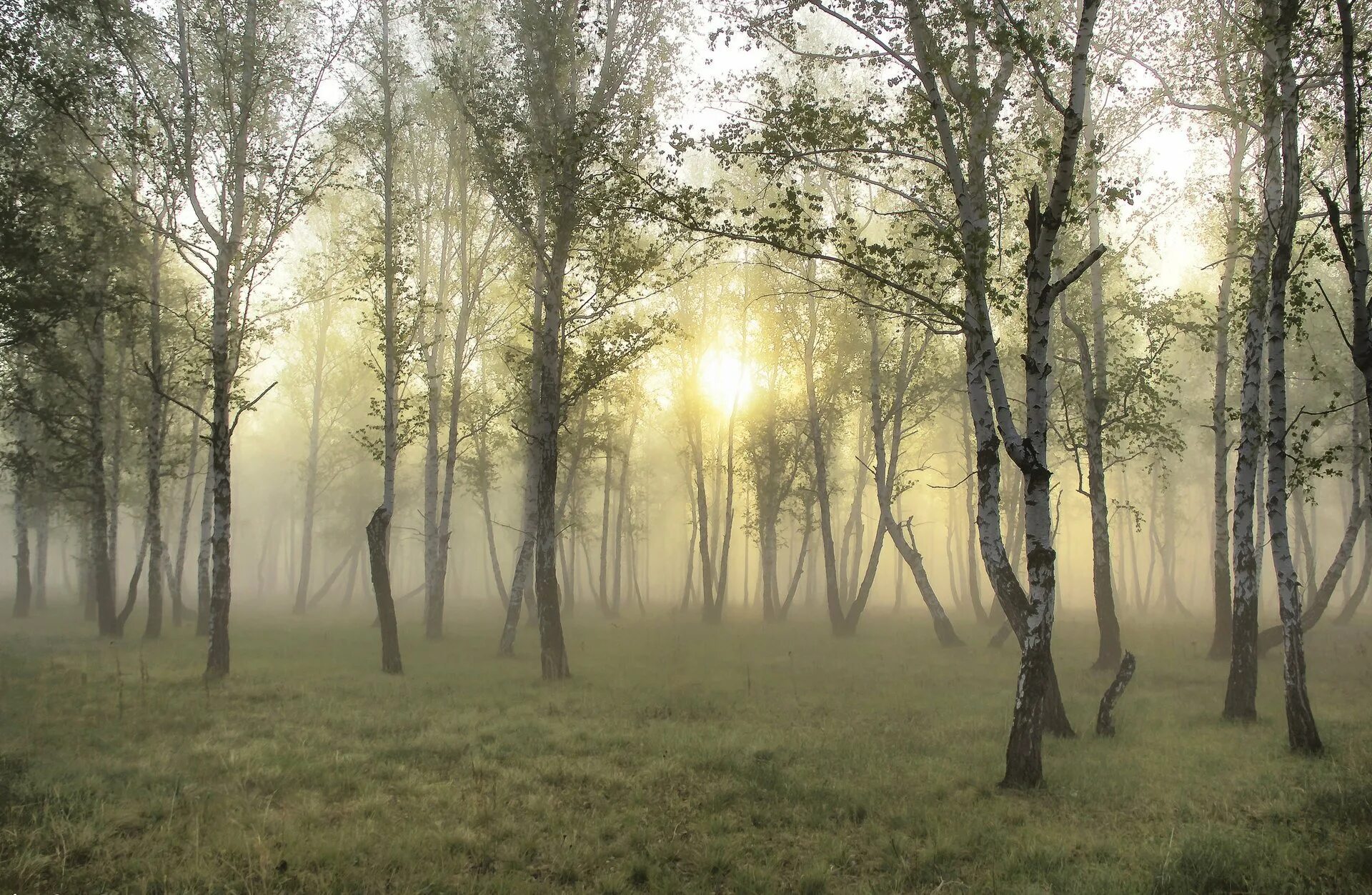 Березовая роща в тумане. Утро в лесу. Утренний туман. Лес в тумане.