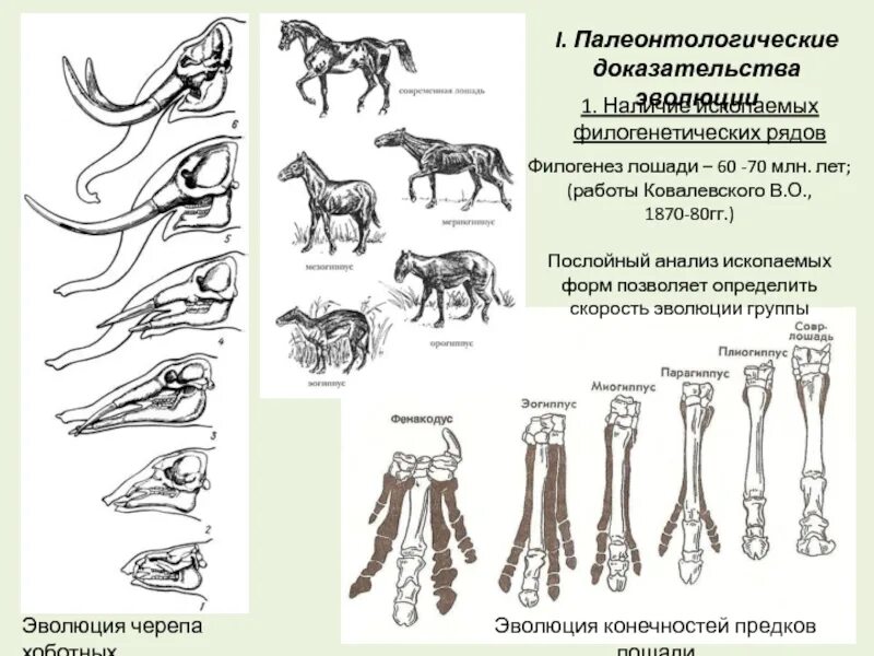 Филогенез примеры. Палеонтологические доказательства эволюции 1 филогенетический ряд. Филетическая Эволюция хоботных. Филогенетический ряд лошади доказательства эволюции. Филогенетический ряд лошади пример доказательств эволюции.