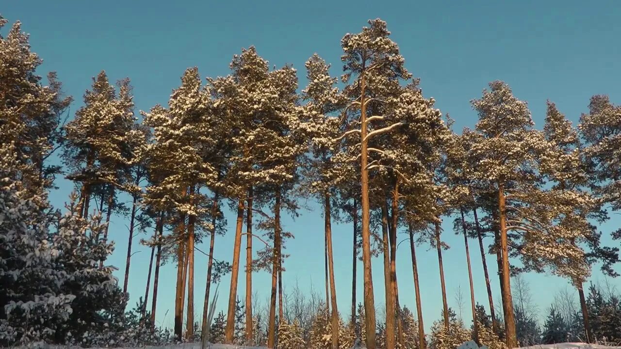 Ангарская сосна. Ангарская сосна Бор. Красивая сосна. Сосна Уральская.