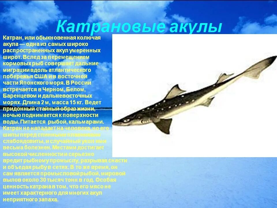 Катран акула черного моря. Катран черноморский зубы. Катран акула черного моря. Черноморская акула катран. Колючая акула черноморский катран.