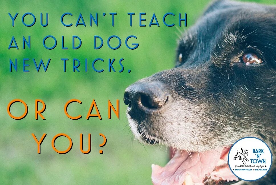 Dog new tricks. You can t teach an old Dog New Tricks. Teach an old Dog New Tricks. Teach an old Dog New Tricks идиома перевод. Идиомы на английском you can't teach an old Dog New Tricks.