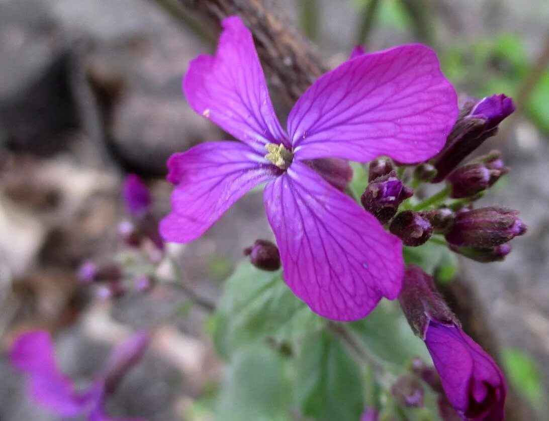 крестоцветные. желтушник,сердечник луговой. гулявник аптечный. фиолетовые полевые крестоцветные цветы. семейство крестоцветные семейства.