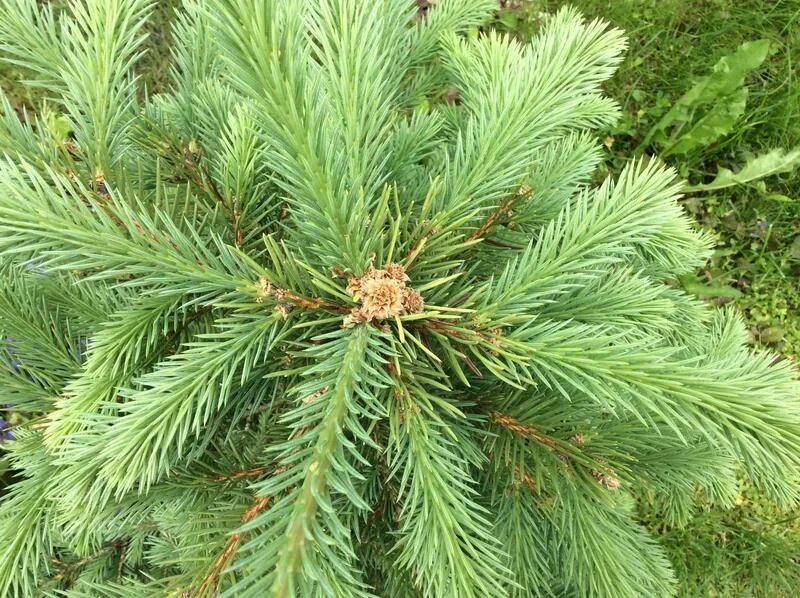 ель анусия (anusia). ели рене. ель колючая iseli fastigiate. ель обыкновенная pusch. декарт цитаты.